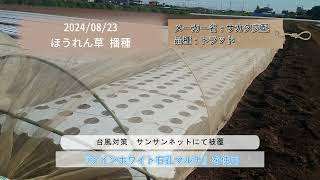 ほうれん草【品種】トラッド 【撮影日時】20240824 【播種日】20240823 10月上旬より出荷予定のほうれん草の様子 業務用 加工用 給食用 [upl. by Yrogreg]