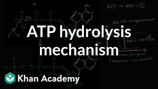 ATP hydrolysis mechanism  Energy and enzymes  Biology  Khan Academy [upl. by Siraf]