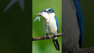 Collared Kingfisher Catch fish shotsvideo birds birdwatching nature amazingbirds canonr7 [upl. by Avigdor]