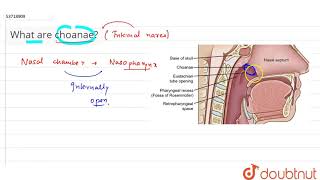 What are choanae  11  BREATHING AND EXCHANGE OF GASES  BIOLOGY  PRADEEP  Doubtnut [upl. by Sissie]