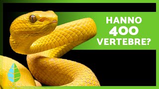 10 CURIOSITÀ sui SERPENTI 🐍 Possono imitarsi NON REGOLANO LA LORO TEMPERATURA [upl. by Aikaz]