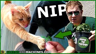 How to Grow Catnip for your Cat [upl. by Alywt]