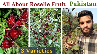 All About Roselle Fruit In Pakistan  Plant To Harvest  3 Varieties  Rare Garden  Urduहिंदी [upl. by Aronael]