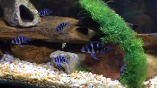 Baby Frontosa Cichlid Tank Juvenile Frontosa Cichlids [upl. by Arreik]