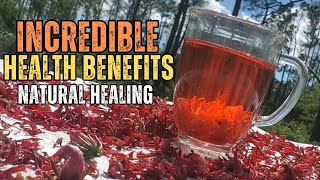 Powerful Roselle Hibiscus Health Benefits [upl. by Allenad90]