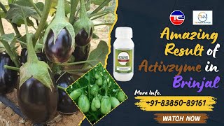 Activzyme use in Brinjal modicareproducts [upl. by Myranda514]