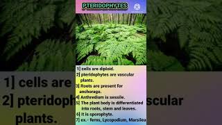 Difference between Bryophytes and pteridophytes [upl. by Anaeerb]