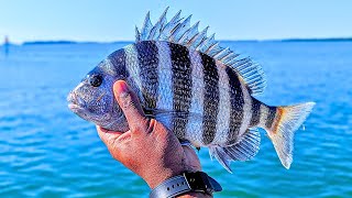 Sheepshead Were STACKED Under THIS Florida Bridge 🔥🔥 [upl. by Burner]