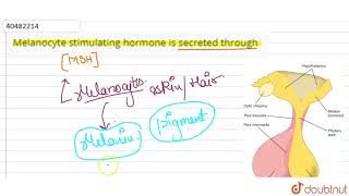 Apart from humans melanocyte stimulating hormone is secreted through [upl. by Inod]