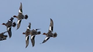 Duck flighting in East Yorkshire [upl. by Annawek24]