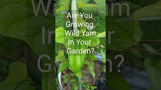 Are Chinese Yam Berries Edible gardening urbangardening arialtubers bulbils [upl. by Cox]