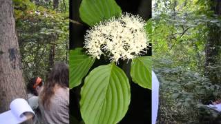 Cornus alternifolia [upl. by Ilbert]