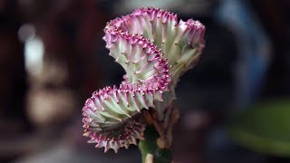 Euphorbia lactea crest variegata “Coral Cactus” [upl. by Ozen123]