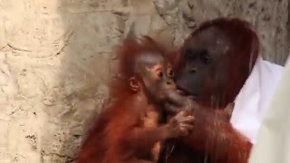 Mama Orangutan and adorable Baby [upl. by Aniaz434]