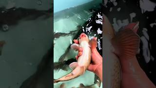 Beautiful Fish Mouth trending mixfishery viralvideo netfish fishingmix [upl. by Eenitsed330]