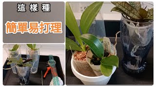 蘭花苗這樣種，長勢好，易管理，可以放心出游，蝴蝶蘭懶人懸空種植法14112024 [upl. by Fedirko]