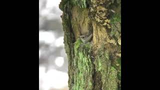 Spotted Flycatcher back on her nest nest bird birdnesting  flycatcher [upl. by Ashton]