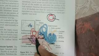 Guyton chp 53 part 1 Conduction of sound from Tympanic membrane to Cochlea [upl. by Ferrigno]