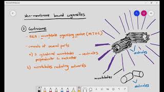 17 Ribosomes Centrosomes Cilia amp Microvilli Cambridge A level Bio [upl. by Ciapas655]