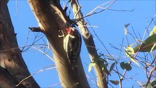 Rednaped Sapsucker chiseling bark for food [upl. by Anitselec175]