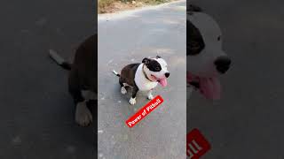 pitbull americanpittbull bulldog dogbreed tredingshort ytshort [upl. by Venus]