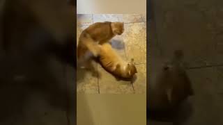 Boxing 🥊  apnagyanfacts funny cat [upl. by Eiramlatsyrc]