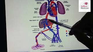 FCPS1 CVS EMBRYOLOGY lecture 3 fetal circulation in detail made easy [upl. by Harneen634]