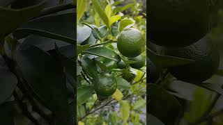 Calamansi tree aka pokok limau kesturi fruitplant [upl. by Meluhs]