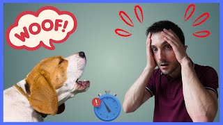 The Truth About TIMEOUTS in Dog Training [upl. by Akered]