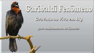 Canto do Garibaldi fenômeno gravado ao vivo em HQ para ensinamento de filhotes e estímulo de canto [upl. by Eilahtan]