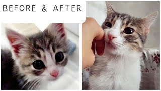 How did the kitten grow from 0 to 1 year BEFORE amp AFTER kitten to cat [upl. by Mccutcheon166]