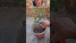 Rose plants winter care mousumisgardeningtips homegarden viralshorts training flowers plants [upl. by Aramoy]