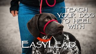 Teach My Dog to Stop Pulling Instantly  With EasyLead [upl. by Doggett]