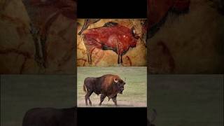 There is a depiction of aurochs in the Altamira Cave found in northern Spain history [upl. by Telocin]