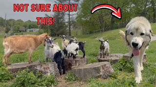 Guard Dog Meets Baby Goats for the First Time  Nigerian Dwarf Goats  Farm Vlog [upl. by Flynn]