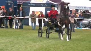 Hackney Horses Royal Windsor show [upl. by Orecic]