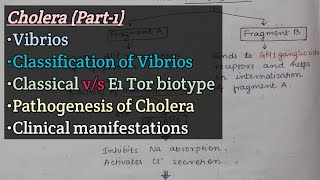 CholeraPart1  Vibrios  Classification of Vibrios  Pathogenesis of cholera  Clinical features [upl. by Lekym]