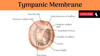 Tympanic Membrane  Situation  Parts  Recess  Layers  Development  Deep Relations Blood Supply [upl. by Eynttirb]