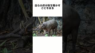 不思議な牙と生態！バビルサの意外な5つの雑学 動物雑学 shorts 動物好き バビルサ 1分雑学 [upl. by Leoine656]