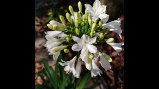 Agapanthus Lily of the Nile African Lily  Propagating by division Dig up divide replant [upl. by Ahsiekin29]