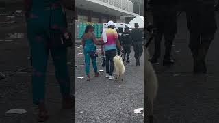 El perro blanco de gran cola va también desfilando este pasado 15 de Septiembre [upl. by Lustick]