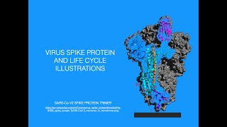 Virus Spike Protein Structure and Life Cycle Illustrations [upl. by Llerrud]