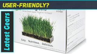 Window Garden Microgreen Organic Wheatgrass 3 Pack Refill  Grow NutrientPacked Greens [upl. by Hgielah]