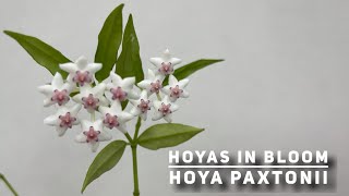 HOYAS IN BLOOM  HOYA PAXTONII [upl. by Wiltshire]