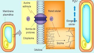 Reproducción y Hormonas Vegetales Botánica Biología Preguntas Resueltas Admisión a la Universidad [upl. by Aiouqes]