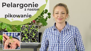 Pelargonie z nasion Pikowanie pelargonii Jak i kiedy pikować pelargonie wysiane z nasion [upl. by Nawk]