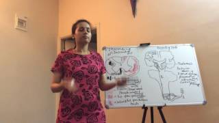 Anatomy of Spinal Cord Part III  by Dr Vijaya [upl. by Haswell717]