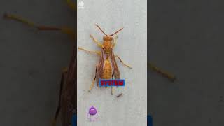 Why This Headless Wasp Can Still Sting You Unbelievable Insect Survival Secrets [upl. by Ahcatan619]