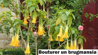 Réussir le bouturage dun brugmansia [upl. by Petromilli]