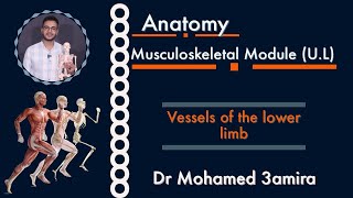 Vessels of the lower limb [upl. by Fawna]